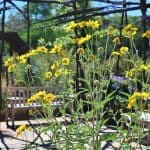 Vakker flora og fauna ved Santa Fe botaniske hage